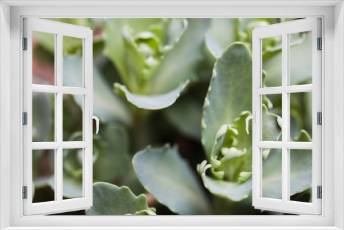 Fototapeta Naklejka Na Ścianę Okno 3D - spring sprouts background close up view