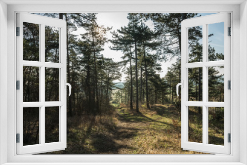 Fototapeta Naklejka Na Ścianę Okno 3D - Wald im Frühling