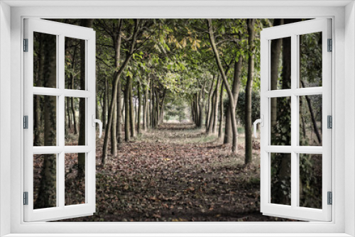 Fototapeta Naklejka Na Ścianę Okno 3D - Scary path in a forest