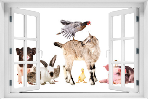 Fototapeta Naklejka Na Ścianę Okno 3D - Funny group of farm animals isolated on white background