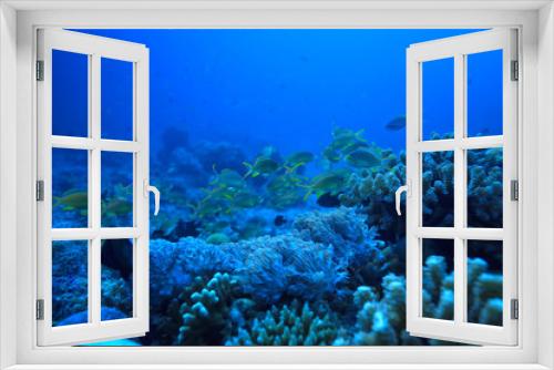 Fototapeta Naklejka Na Ścianę Okno 3D - coral reef underwater / sea coral lagoon, ocean ecosystem