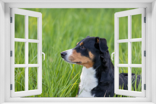 Fototapeta Naklejka Na Ścianę Okno 3D - Appenzeller mountain dog sitting in the grass outdoors