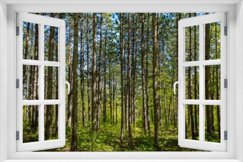 Fototapeta Naklejka Na Ścianę Okno 3D - green forest in spring time 