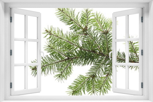 Fototapeta Naklejka Na Ścianę Okno 3D - Pine branch isolated on white background