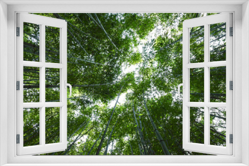 Fototapeta Naklejka Na Ścianę Okno 3D -  Bamboo forest. No people