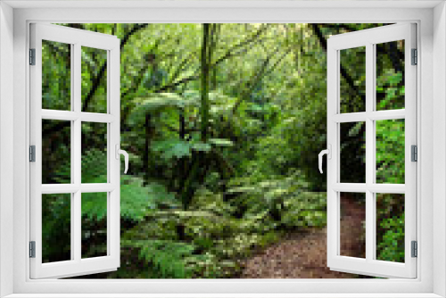 Fototapeta Naklejka Na Ścianę Okno 3D - Tropical forest trail