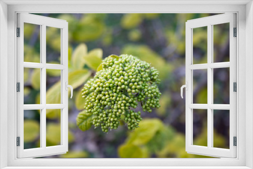 Fototapeta Naklejka Na Ścianę Okno 3D - Lime green shrub inflorescence close up on a spring day