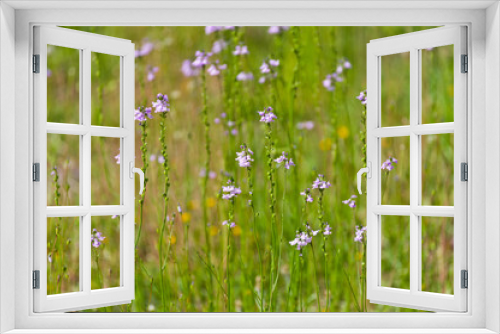 Fototapeta Naklejka Na Ścianę Okno 3D - Wild Flowers