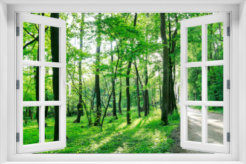 Fototapeta Naklejka Na Ścianę Okno 3D - Beautiful summer forest wallpaper.