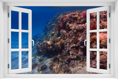 Fototapeta Naklejka Na Ścianę Okno 3D - coral reef in egypt as ocean background