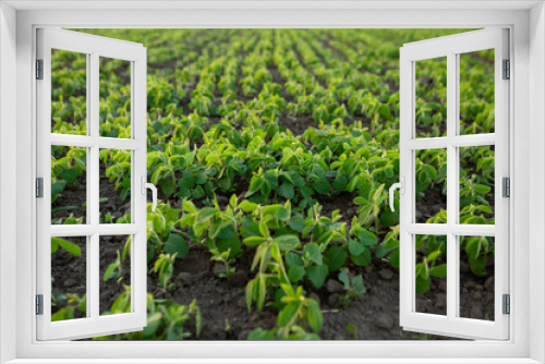 Fototapeta Naklejka Na Ścianę Okno 3D - Small soybean plants on nature