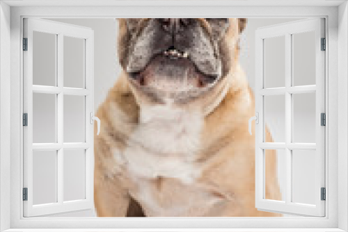 Fototapeta Naklejka Na Ścianę Okno 3D - Studio portrait of an expressive French Bulldog dog against neutral background