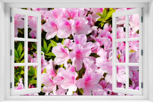 Fototapeta Naklejka Na Ścianę Okno 3D - azalea flower
