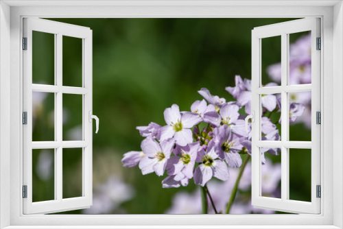 Fototapeta Naklejka Na Ścianę Okno 3D - Cuckooflowers in Bloom in Springtime