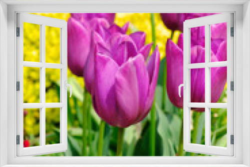 Fototapeta Naklejka Na Ścianę Okno 3D - tulip