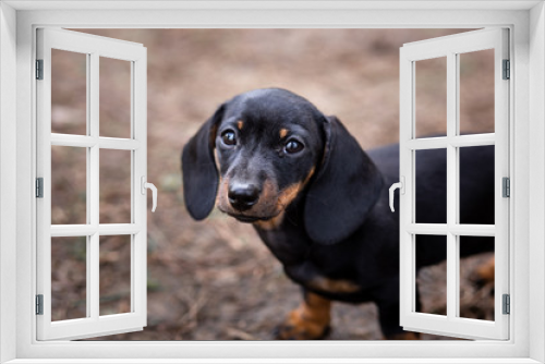 Fototapeta Naklejka Na Ścianę Okno 3D - Puppy portrait