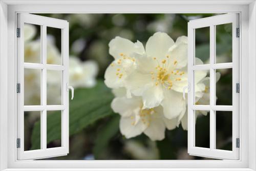 Fototapeta Naklejka Na Ścianę Okno 3D - white flowers of a tree