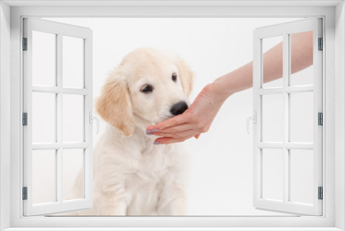 Fototapeta Naklejka Na Ścianę Okno 3D - golden retriever puppy eating from hands on white background close up