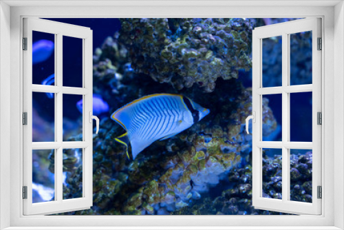 Fototapeta Naklejka Na Ścianę Okno 3D - Chevron butterflyfish (Chaetodon trifascialis) swimming in reef tank