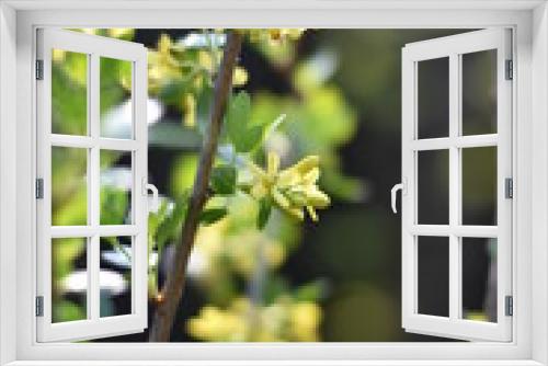 Fototapeta Naklejka Na Ścianę Okno 3D - Stachelbeere mit gelben Blüten
