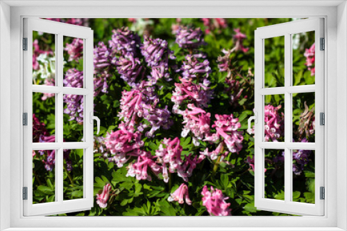 Fototapeta Naklejka Na Ścianę Okno 3D - beautiful flowers in nature in the botanical garden