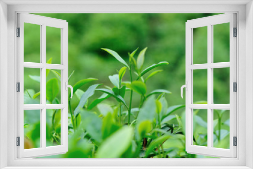 Fototapeta Naklejka Na Ścianę Okno 3D - Growing green tea plants in spring mountains