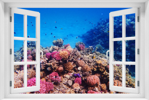 Fototapeta Naklejka Na Ścianę Okno 3D - coral reef in egypt