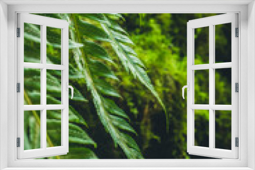 Fototapeta Naklejka Na Ścianę Okno 3D - Ferns and Moss in Lush  Forest in Scotland