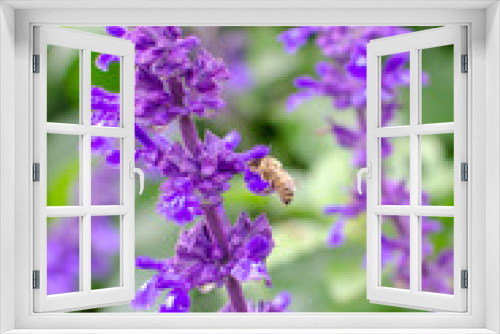 Fototapeta Naklejka Na Ścianę Okno 3D - Honey bees searching for pollen on Purple Caradonna sage flowers