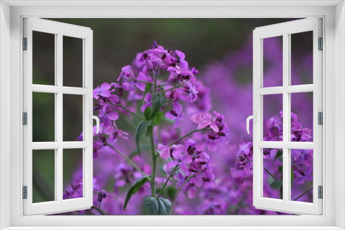 Fototapeta Naklejka Na Ścianę Okno 3D - Purple
