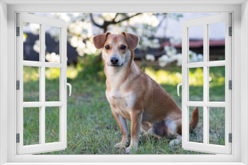 Fototapeta Naklejka Na Ścianę Okno 3D - Portret psa