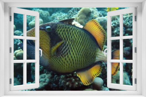 Fototapeta Naklejka Na Ścianę Okno 3D - titan triggerfish ( balistoides viridescens)