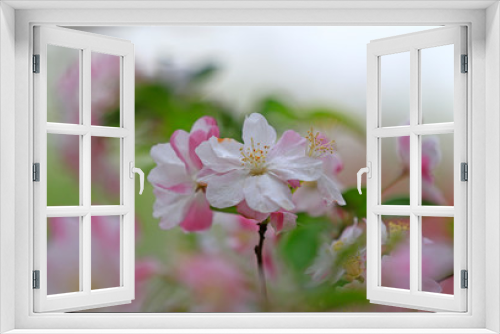 Fototapeta Naklejka Na Ścianę Okno 3D - Flowering crabapple in the garden