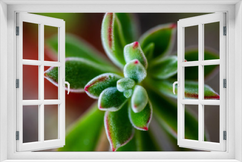 Fototapeta Naklejka Na Ścianę Okno 3D - Macro Succulent