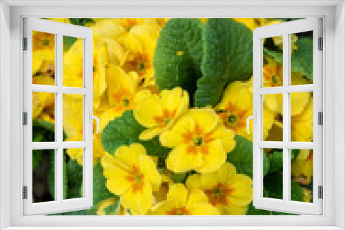 Fototapeta Naklejka Na Ścianę Okno 3D - Yellow flowers of primrose plants blooming in a home garden as a background, springtime in the Pacific Northwest