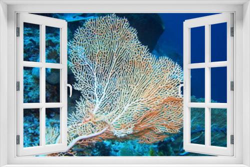 Fototapeta Naklejka Na Ścianę Okno 3D - The amazing and mysterious underwater world of Indonesia, North Sulawesi, Bunaken Island, gorgonian coral