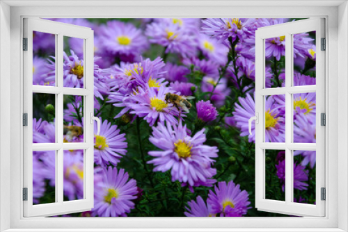 Fototapeta Naklejka Na Ścianę Okno 3D - Chamomile lilac blooms in September