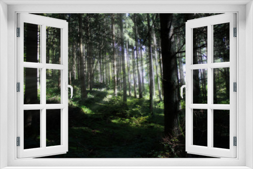 Fototapeta Naklejka Na Ścianę Okno 3D - Märchenwald