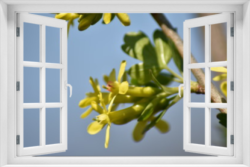 Fototapeta Naklejka Na Ścianę Okno 3D - Stachelbeere mit gelben Blüten