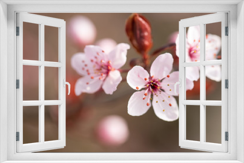 Fototapeta Naklejka Na Ścianę Okno 3D - Blossom. Flowers. Cherry Tree. Spring