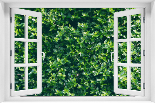 Fototapeta Naklejka Na Ścianę Okno 3D - Green fern Leafs in garden background..