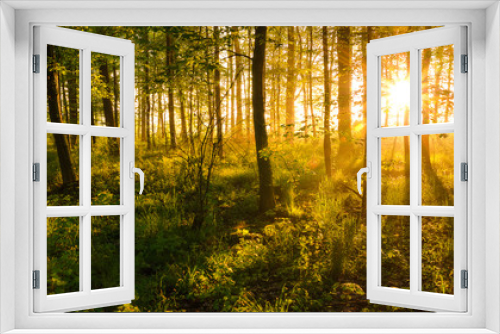 Fototapeta Naklejka Na Ścianę Okno 3D - sunrise shining through the woods