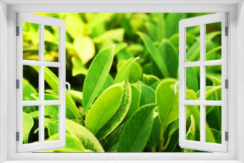 Fototapeta Naklejka Na Ścianę Okno 3D - green leaves background
