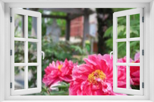 Fototapeta Naklejka Na Ścianę Okno 3D - 境内に咲く牡丹の花