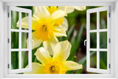 Fototapeta Naklejka Na Ścianę Okno 3D - White daffodils in a flower garden in sunny weather with a blurry background. Vertical format_