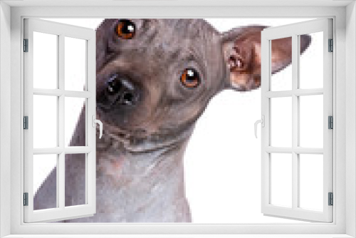 Fototapeta Naklejka Na Ścianę Okno 3D - American Hairless Terrier