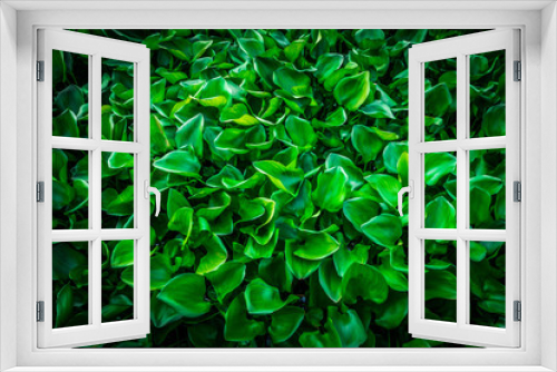 Fototapeta Naklejka Na Ścianę Okno 3D - Green water hyacinth plant leaves in background concept with high contrast 2