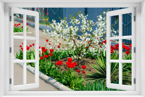 Fototapeta Naklejka Na Ścianę Okno 3D - Red tulips plants green grass on the yard