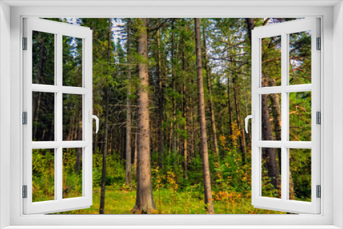 Fototapeta Naklejka Na Ścianę Okno 3D - Landscape early autumn fir forest in the mountains
