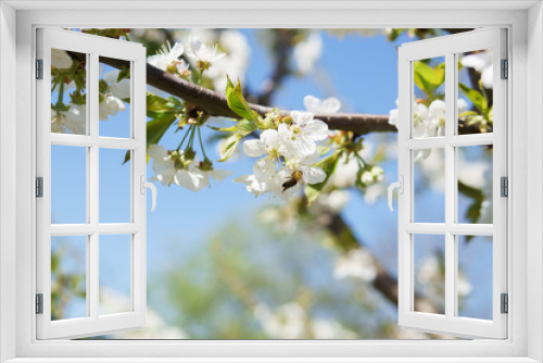 Fototapeta Naklejka Na Ścianę Okno 3D - Frühling in Deutschland: Kirschblüte mit Insekten
